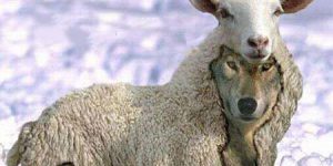 wolf-in-sheeps-clothing